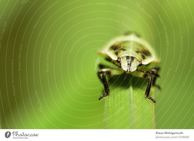 It's so green... Environment Nature Animal Plant Grass Garden Meadow Forest Beetle green leaf bug 1 Crouch Sit Wait Green Black Colour photo Exterior shot