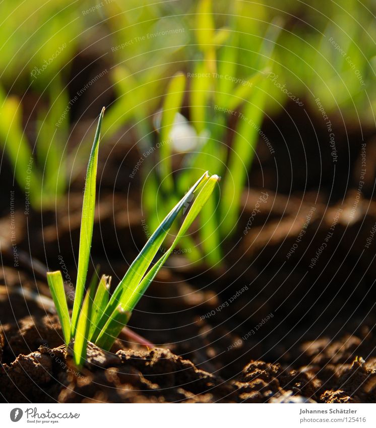 spring Spring Jump Grass Green Juicy Field Meadow Agriculture Blade of grass Sowing Spring fever Earth