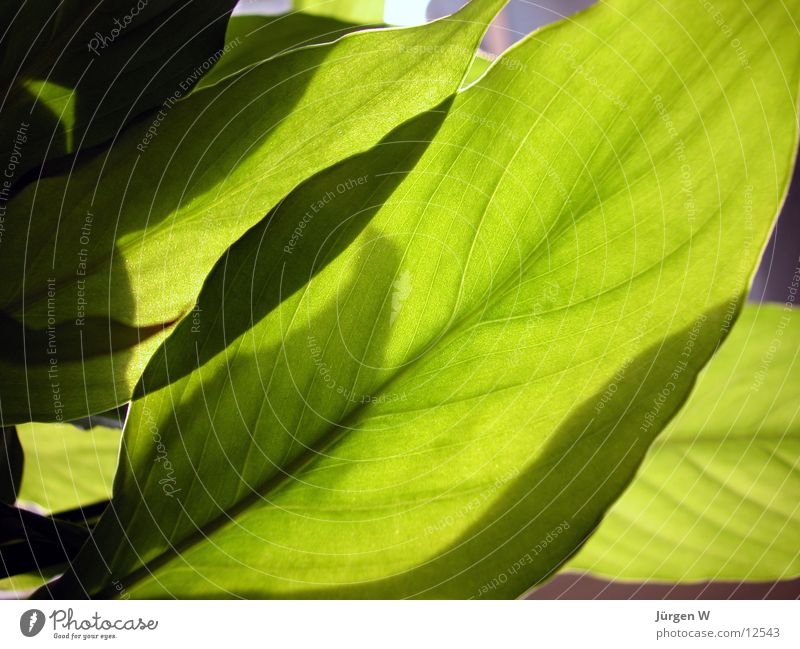 leaves Leaf Green Flower Nature Vessel Light Sun no petal