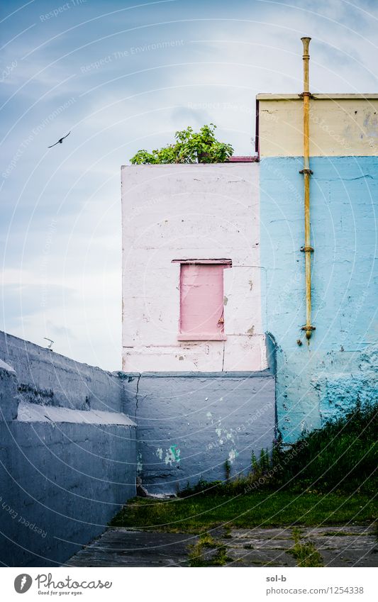 ncshtfbrdflng Nature Clouds Grass Outskirts Manmade structures Building Architecture Wall (barrier) Wall (building) Bird 1 Animal Old Dirty Dark Blue Pink