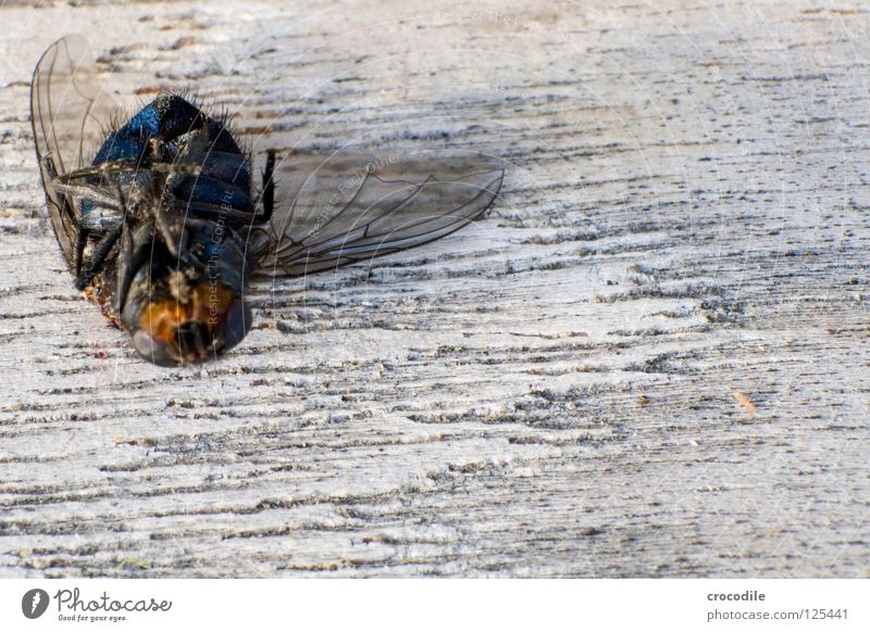 when flying no longer fly.... :( Insect Crashed Wood Macro (Extreme close-up) Grief Distress Close-up Fly Flying Aviation break pilot Death Wing