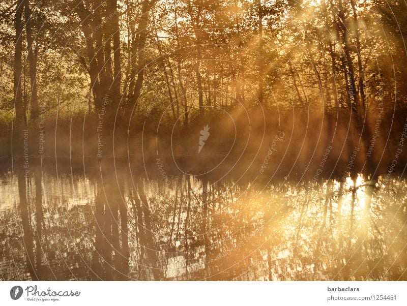 400 | Favourite sunrise pond Nature Landscape Water Sun Autumn Beautiful weather Tree Bushes Lake Pond Illuminate Gold Moody Beginning Energy Hope Calm