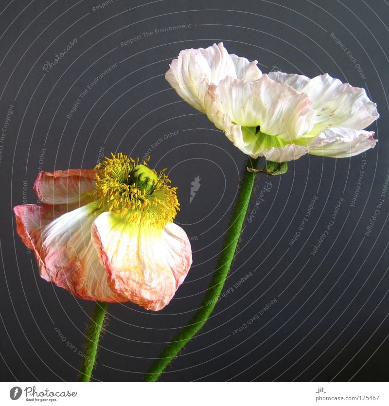 poppy seed - getting older Poppy Poppy blossom Flower Deploy Ease Transience White Yellow Pink Green Khaki Gray Beautiful Plant Open Old get older apricot