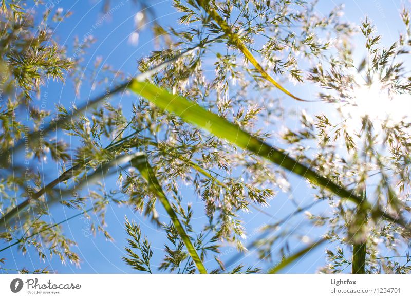 Grass Nost Environment Nature Plant Sun Garden Park Meadow To swing Friendliness Happiness Fresh Blue Green Truth Summer Sky Colour photo Exterior shot Deserted