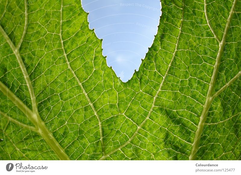 pumpkin leaf Leaf Rear side Pattern Accuracy Green Painting and drawing (object) Autumn Light Smoothness Fascinating Rough Bright Pumpkin Sky Nature Colour