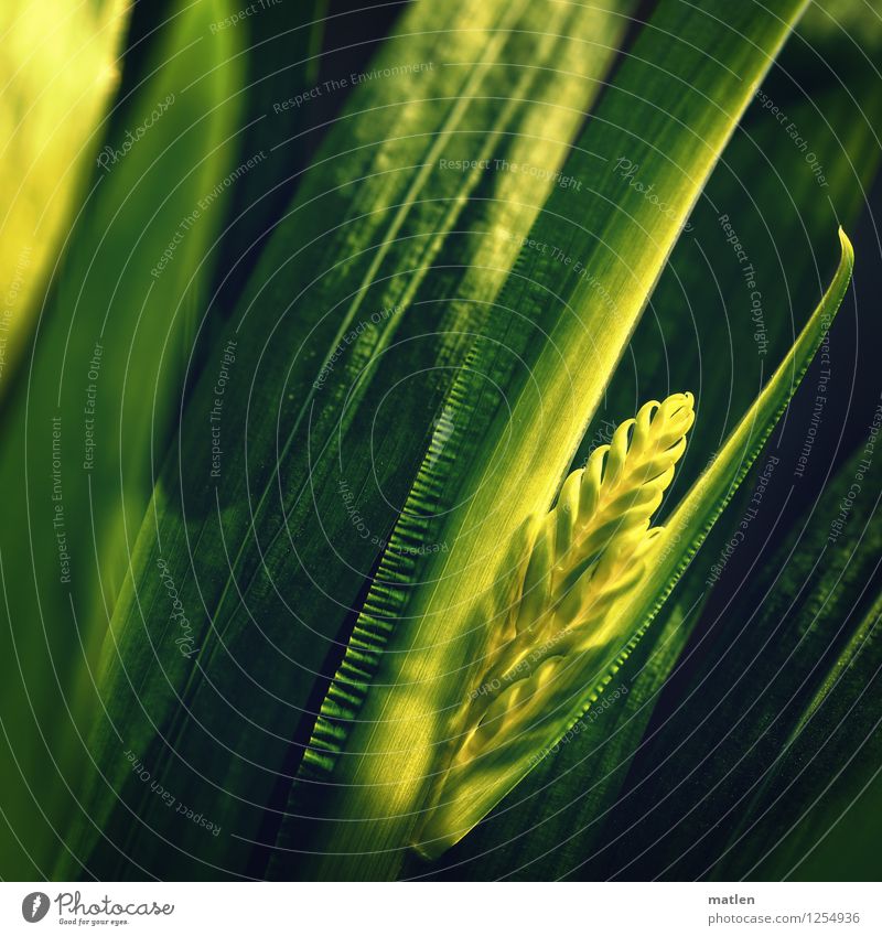 Montbretie Plant Flower Leaf Blossom Exotic Blossoming Yellow Green Bud Break open Montbretia Colour photo Subdued colour Exterior shot Close-up Pattern