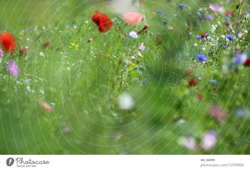 summer meadow Design Wellness Life Harmonious Senses Relaxation Summer Garden Environment Nature Landscape Plant Flower Grass Blossom Poppy Poppy blossom