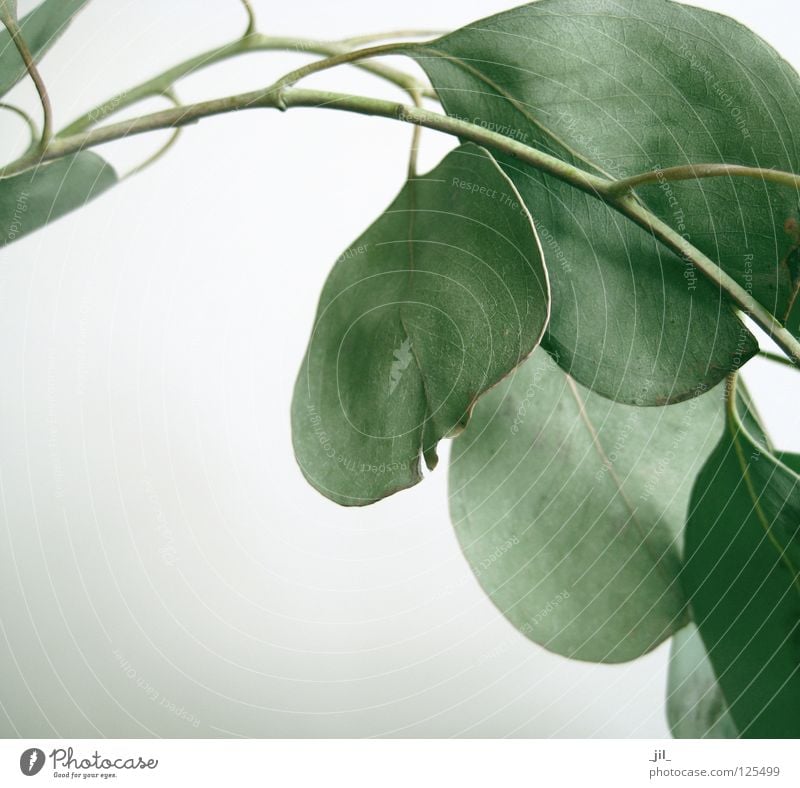 eucalyptus leaves Eucalyptus tree Leaf Plant Calm Beautiful Green Gray White Twig myrtle plant eucalyptus oil essential oil essential oils Odor Fragrance Reduce