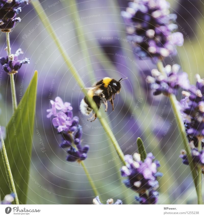 At work Environment Nature Landscape Plant Animal Summer Beautiful weather Flower Grass Bushes Leaf Blossom Foliage plant Park Meadow Flying Bumble bee Lavender