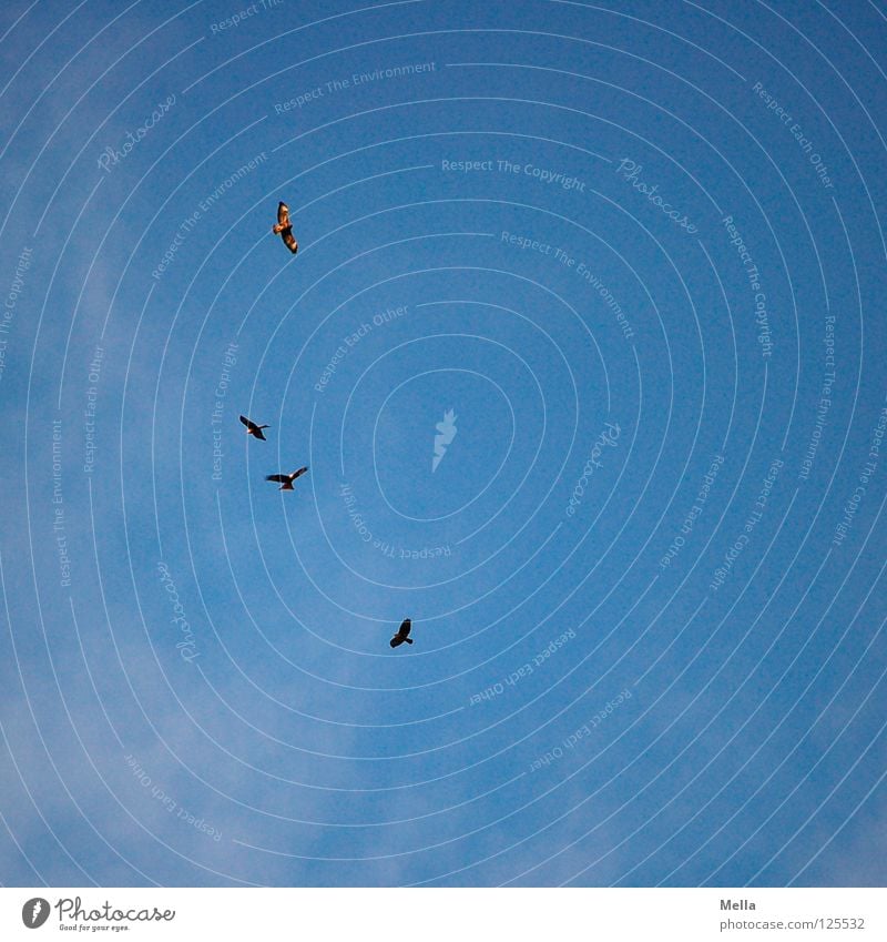 Four Bird Kite Red kite Bird of prey 4 Multiple Glide Air Search Lighting Worm's-eye view Sky Many four of you Aviation Flying Wing wings Tall Above Free