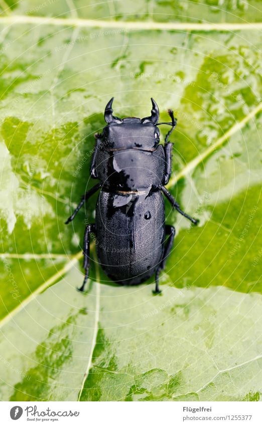 The antlers are still growing Beetle 1 Animal Lie Glittering Green Black Stag beetle Insect Symmetry Leaf green Regen County Wet Feeler Macro (Extreme close-up)