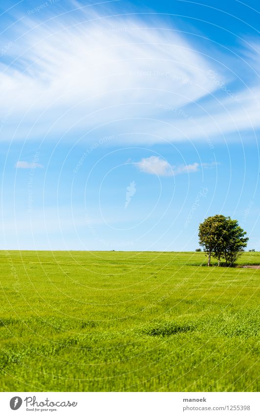 wide field Nature Landscape Clouds Summer Beautiful weather Warmth Tree Field Free Infinity Clean Blue Green Freedom Denmark Jutland Wheat Horizon Reduced