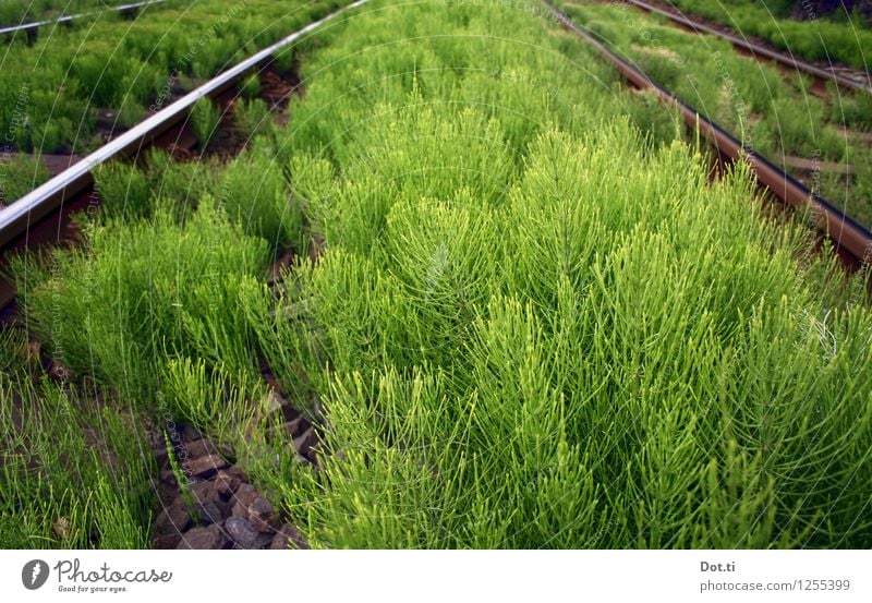 track bed Plant Transport Traffic infrastructure Rail transport Railroad tracks Green Gravel Horsetail Overgrown Deserted Vanishing point Colour photo