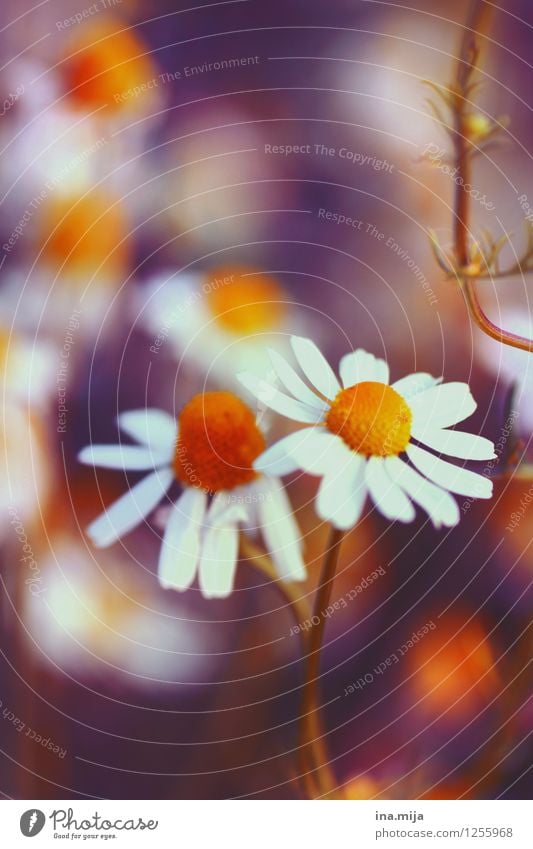 camomile flowers Environment Nature Summer Plant Flower Blossom Garden Fragrance Healthy Yellow Orange White Medicinal plant Chamomile Camomile blossom