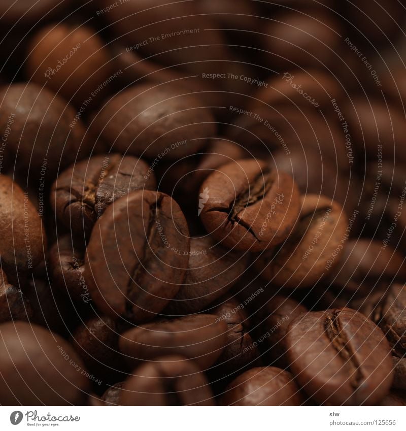 coffee beans Coffee bean Caffeine Brazil Macro (Extreme close-up) Close-up mountain coffee Arabica Robusta Stone coffee pleasure To enjoy drinking culture