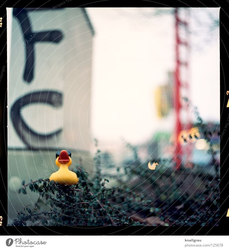 FC duck Squeak duck Letters (alphabet) Deutsche Telekom Garden Bed (Horticulture) Yellow Toys Medium format Hannover City life Exuberance Good mood Joy Duck