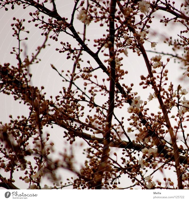 spring sky view Blossom Tree Branchage Spring Blossoming Sprout Fresh Wake up Pink Pastel tone Park Twig Bud kick Shoot Sky Above Looking New Rose