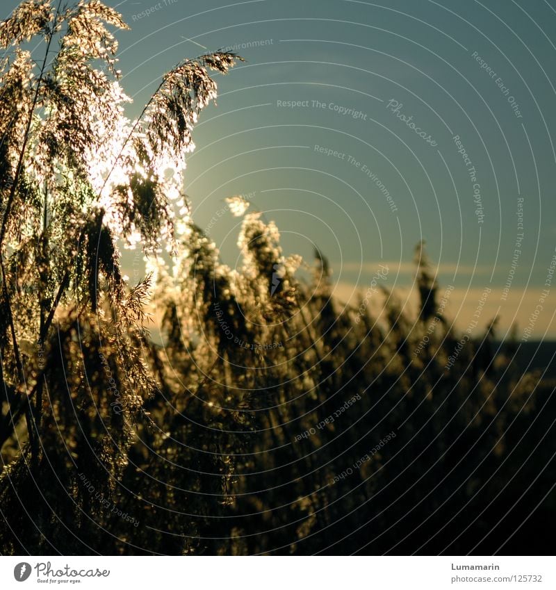 sunshine Grass Common Reed Blade of grass Light Sunset Evening sun Physics Glittering Glow Goodbye To console Longing Beautiful Hope Winter Transience Sky Plant