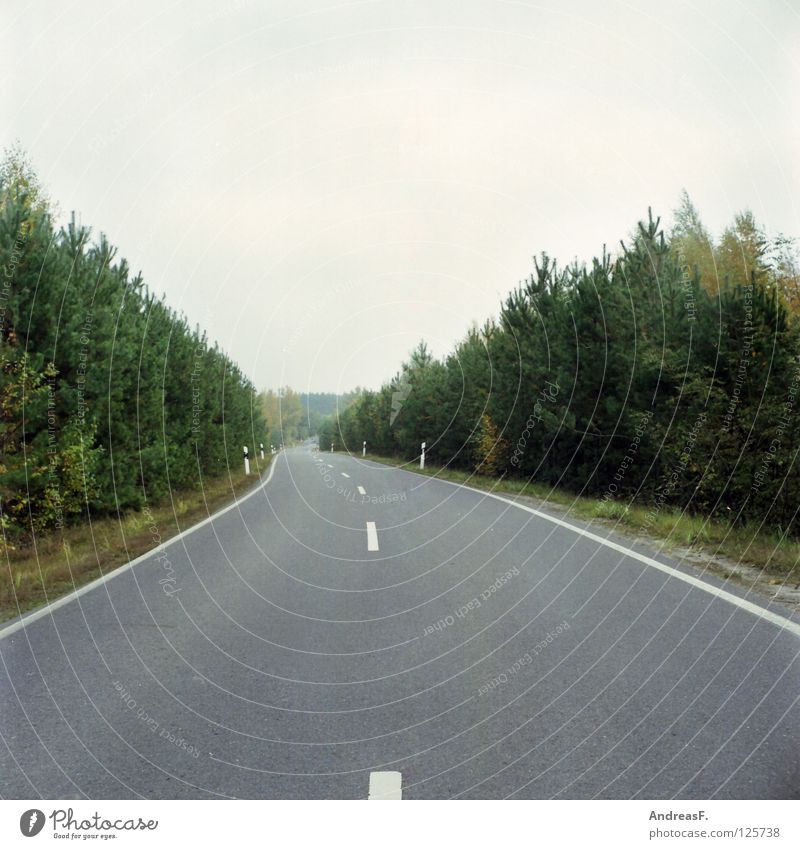 road to... Forest Avenue Traffic lane Roadside Country road Asphalt Tar Lane markings Medium format Transport Risk of accident Road traffic Single-minded Pampa