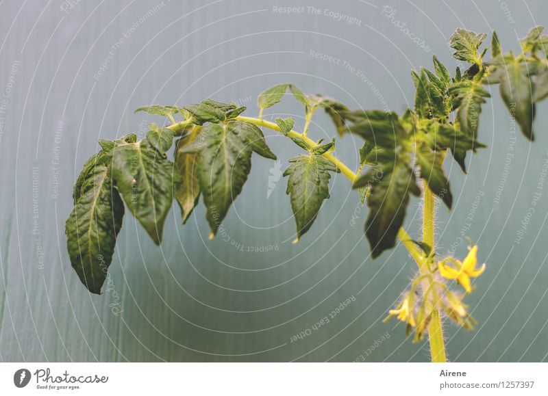 Tomato salad - initial stage Food Vegetable Lettuce Salad Plant Leaf Blossom Agricultural crop tomato plant Blossoming Growth Healthy Natural Yellow Green