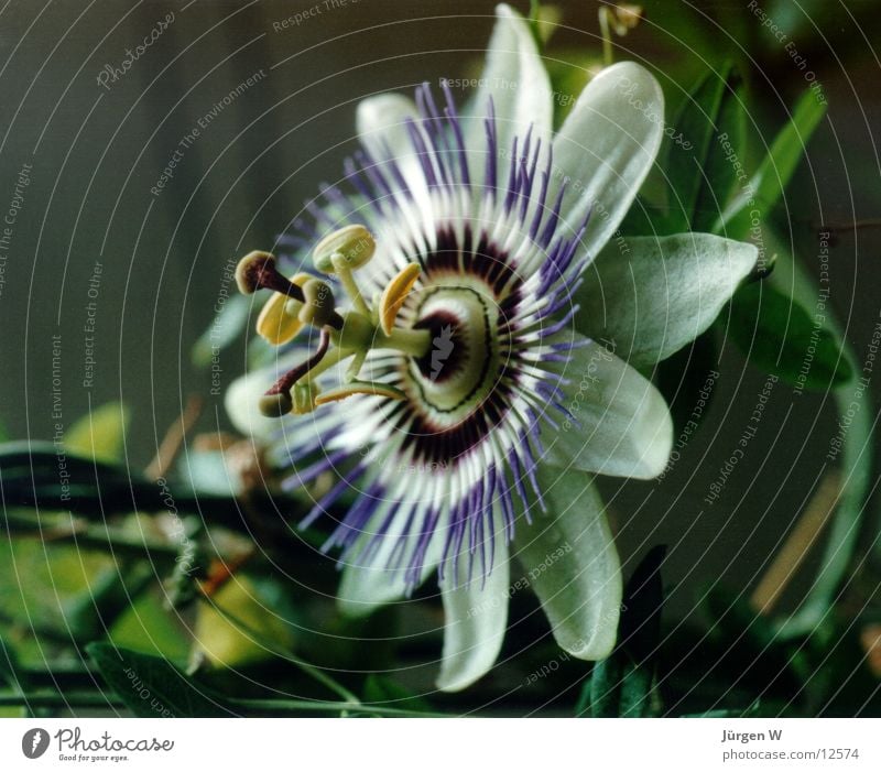 passion flower Flower Blossom Passion flower Green Violet Nature bloom