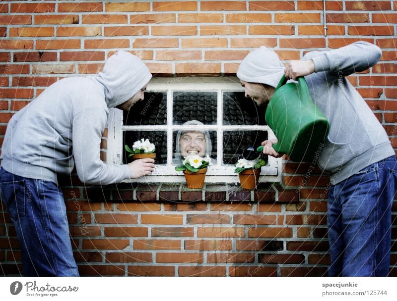 flowers Wall (building) Wall (barrier) Brick Window Window pane Psychiatry Crazy Captured Soul Closed Man Whimsical Humor Freak Flower Pot plant Window board