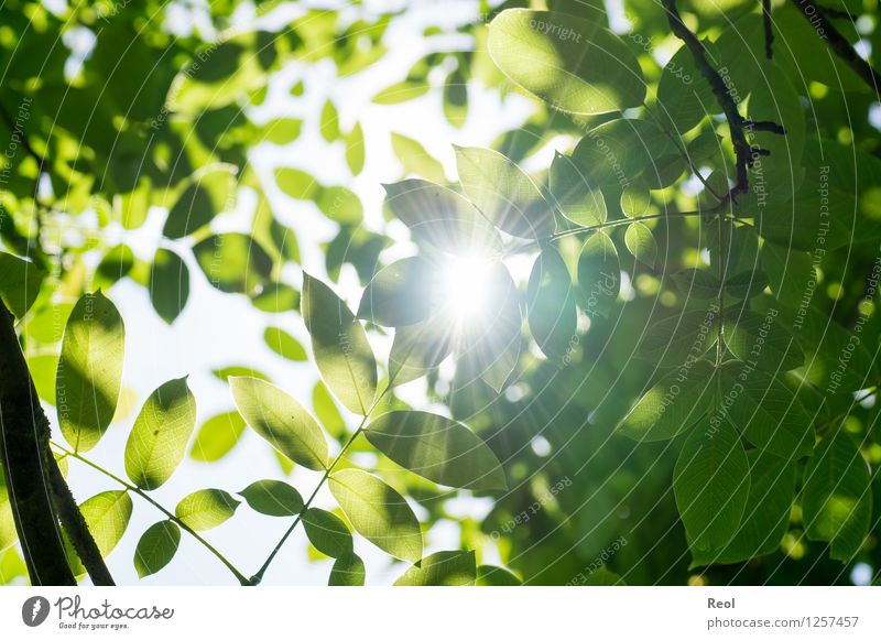 walnut leaves Nature Plant Elements Sun Sunlight Summer Leaf Foliage plant Wild plant Walnut leaf Common walnut Leaf canopy Treetop Twigs and branches Park