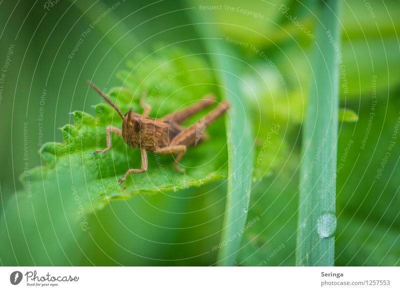 Grasshopper Egon Plant Animal Beetle Animal face 1 Crouch Jump Dryland grasshopper Colour photo Multicoloured Exterior shot Close-up Detail