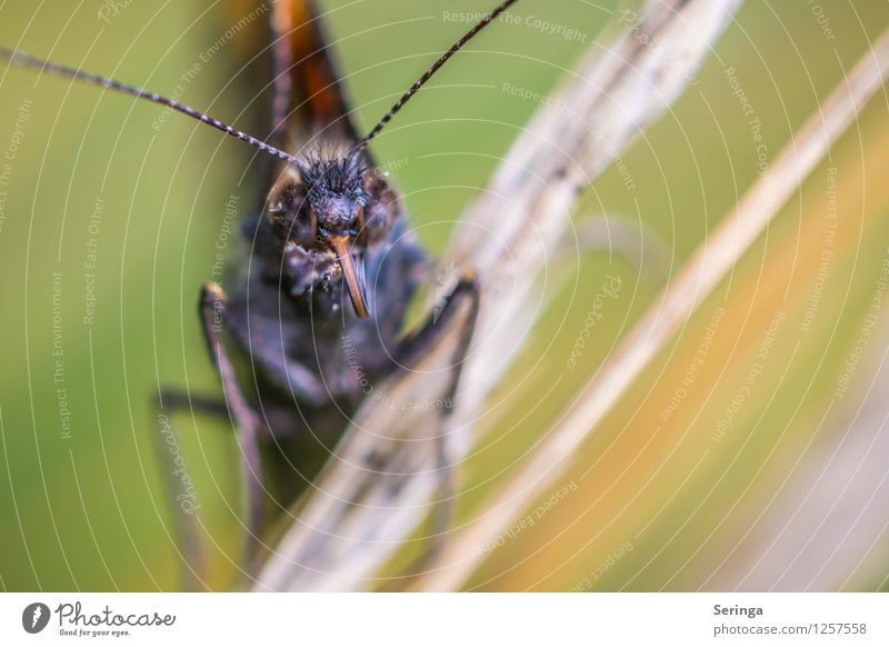 In the eye of the beholder Plant Animal Butterfly Animal face Wing 1 Flying Colour photo Multicoloured Exterior shot Close-up Detail Macro (Extreme close-up)