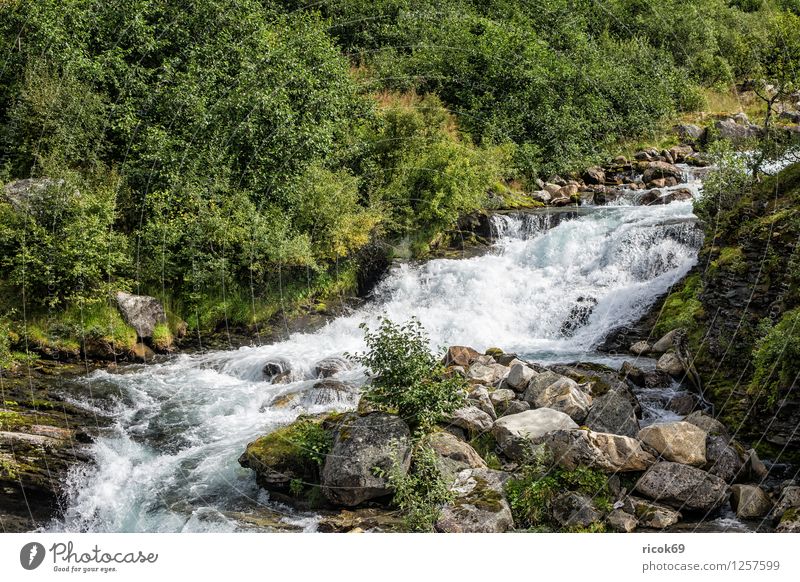 A river in Geiranger Relaxation Vacation & Travel Mountain Nature Landscape Water Tree Forest Brook River Idyll Geirangerfjord Norway Møre og Romsdal