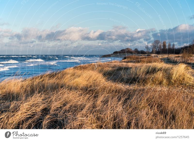 View of the Baltic Sea coast Relaxation Vacation & Travel Beach Ocean Waves Nature Landscape Water Gale Coast Wood Romance Idyll groynes Dune Marram grass