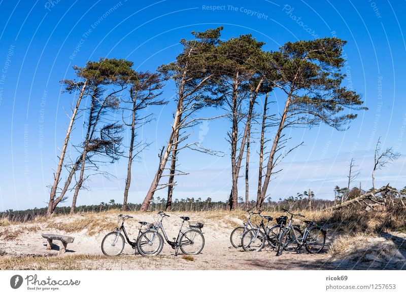 Coastal forest at the Baltic Sea Relaxation Vacation & Travel Beach Ocean Nature Landscape Sand Water Clouds Tree Forest Wood Blue Romance Idyll Western Beach