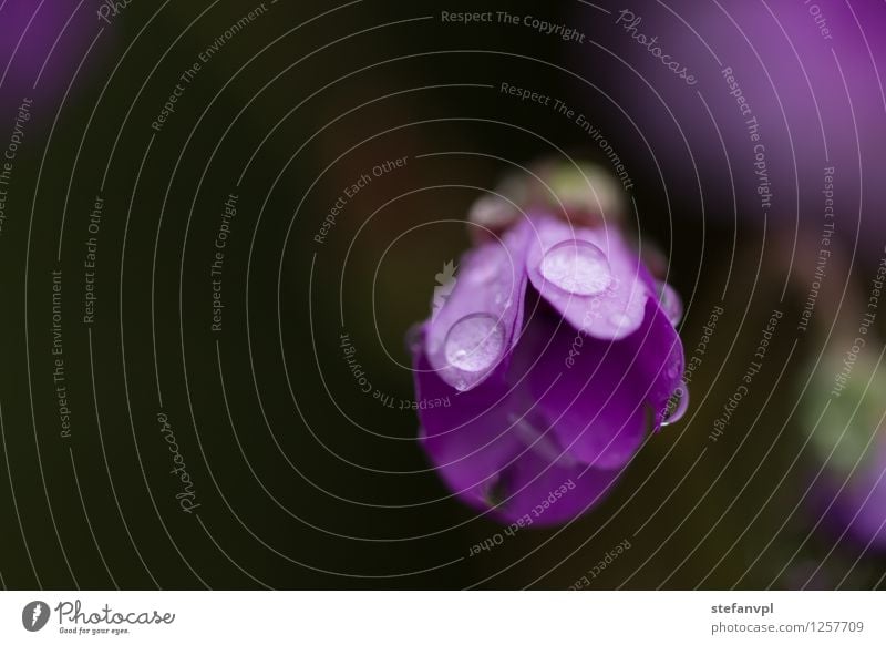 Blossom with drops of water Nature Plant Summer Flower Wild plant Meadow Drops of water Colour photo Exterior shot Close-up Macro (Extreme close-up) Evening