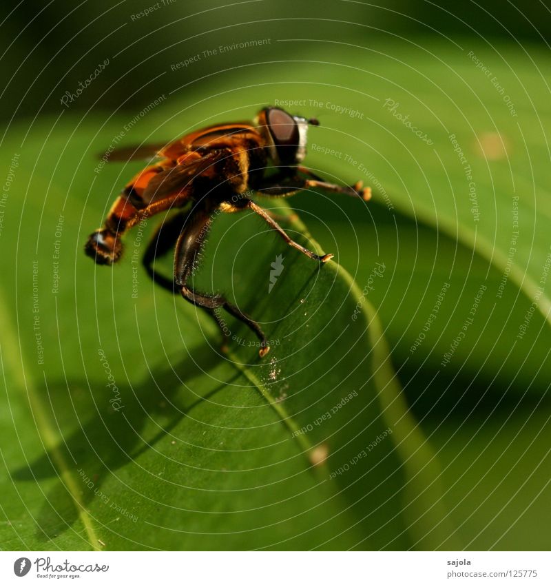 rub legs and go... Nature Leaf Animal Wild animal Fly Hover fly Insect 1 Stripe Green Striped Legs Colour photo Exterior shot Close-up Macro (Extreme close-up)