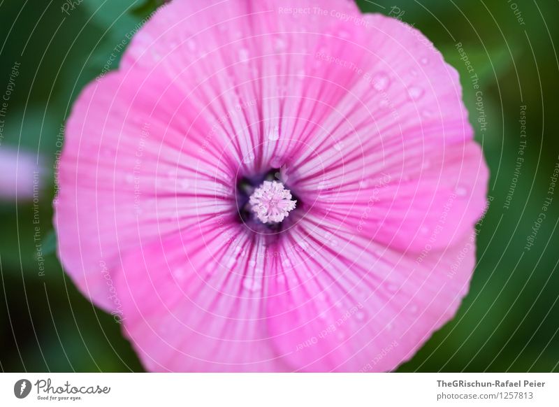 Garden Beauty Environment Nature Plant Green Pink Black White Flower garden dwellers Drops of water Irrigation Leaf Blossom Flower stem Progress Pattern