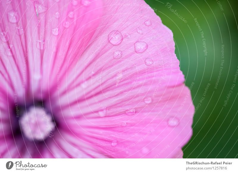 Se beauty Environment Nature Plant Drops of water Esthetic Elegant Fantastic Green Pink Black White Flower gardening Shallow depth of field Detail Progress