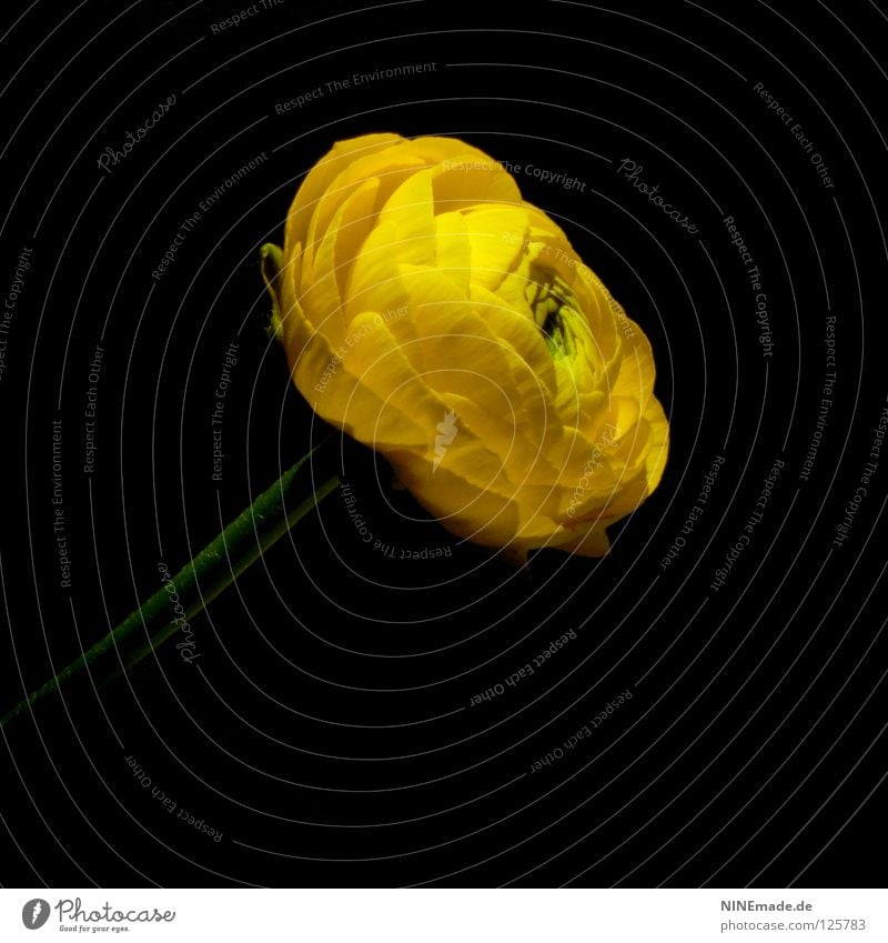 Ranunculus blossom Flower Blossom Blossom leave Blossoming Yellow Black Green Flower stem Crowfoot plants Dark Spring Summer Seasons Airy Plant Flower shop