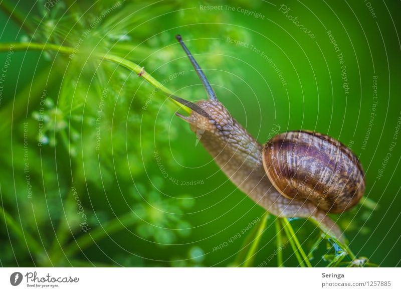 Ascent at snail's pace Plant Animal Snail 1 Movement Crawl Colour photo Multicoloured Exterior shot Close-up Detail Macro (Extreme close-up) Day Light Contrast