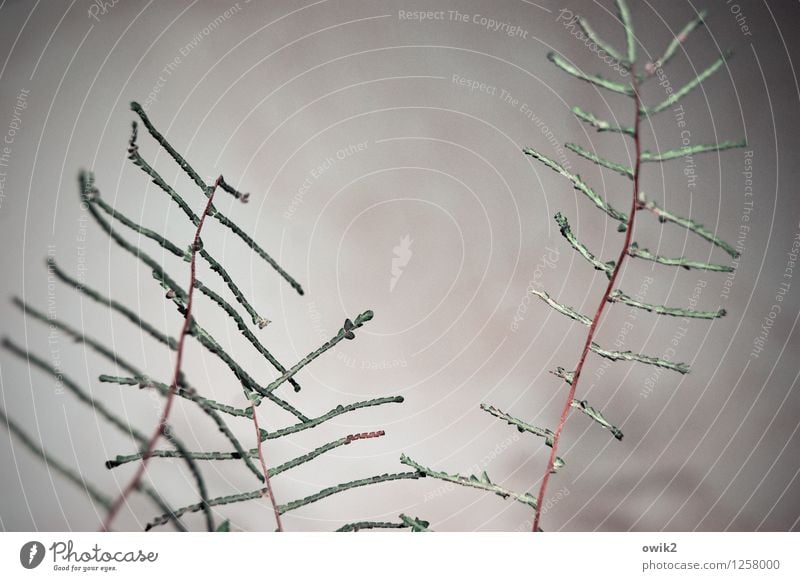 ballet Plant Sky Clouds Ornamental plant Movement Thin Simple Firm Stalk Twig Colour photo Subdued colour Exterior shot Close-up Detail Pattern