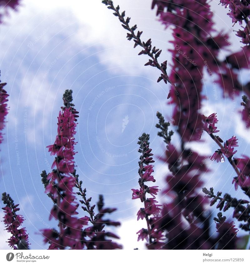 blooming heather on the frog's-eye view in front of blue sky with clouds Heathland Mountain heather Blossom Flower Heather family Luneburg Heath Pink Small