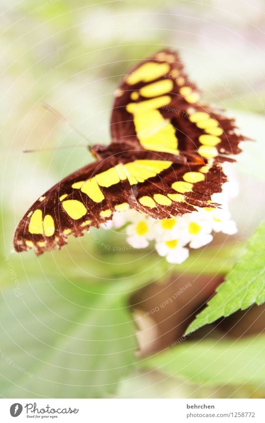 malachite Nature Plant Animal Tree Flower Bushes Leaf Blossom Garden Park Meadow Wild animal Butterfly Wing Malachite 1 Observe Blossoming Fragrance Relaxation