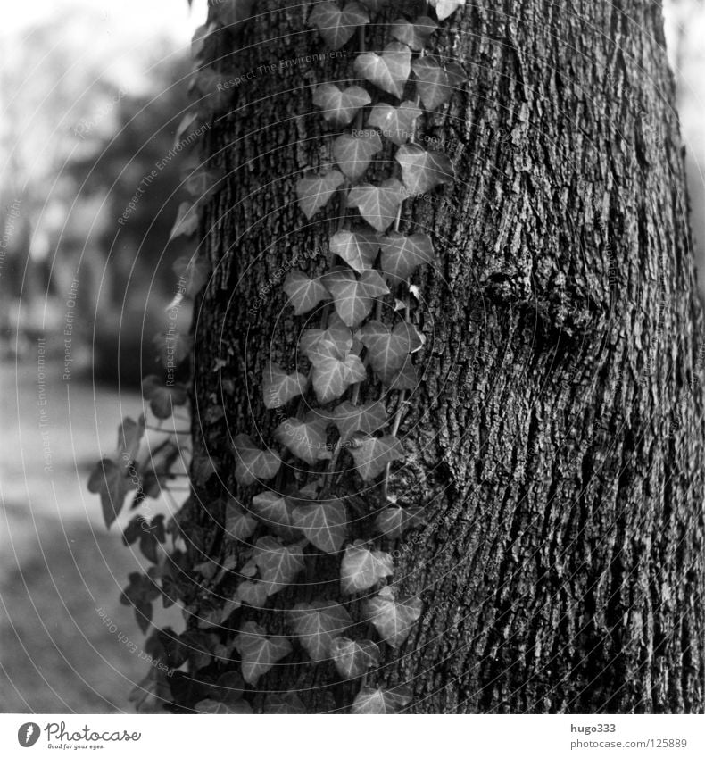 Melancholy Forest Tree Tree trunk Ivy Leaf Park Fairy tale Hang Wood Medium format Photosynthesis Goodbye Grief Calm Loneliness Wood flour Tree bark Dark