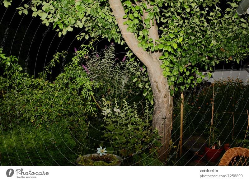 Lightened apple tree Tree Tree trunk Branch Twig Leaf Apple tree Garden Garden plot Evening Night Flash photo Terrace Hedge Deserted Copy Space Summer