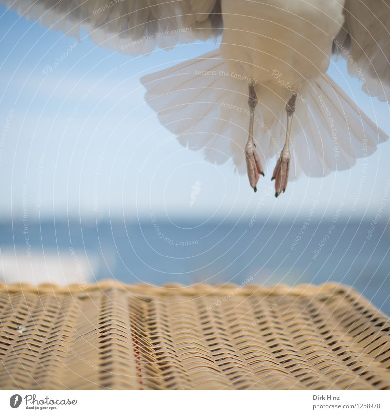 vertical take-off plane Environment Nature Sky Animal Bird Wing 1 Flying Vacation & Travel Esthetic Elegant Free Tall Maritime Natural Blue Brown Gray Dangerous