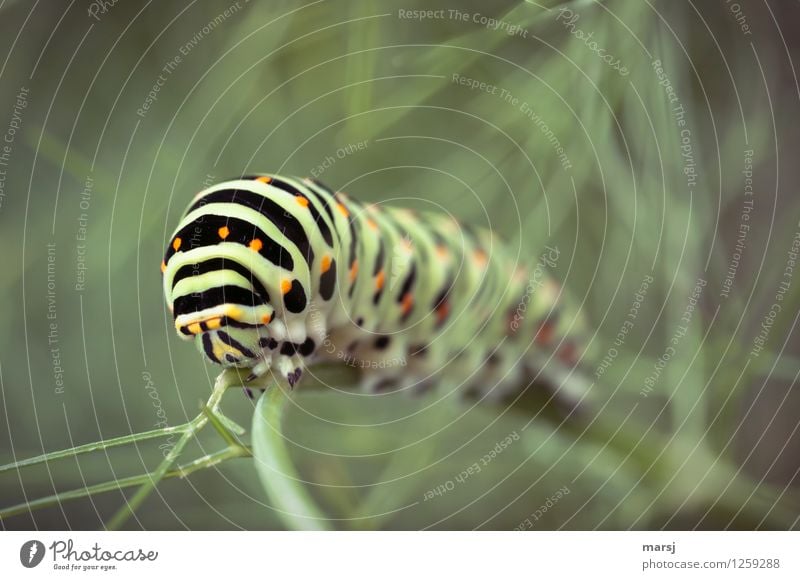 carrot caterpillar uf fänchelchrut Animal Wild animal Caterpillar Swallowtail 1 To feed Exceptional Authentic Small Crazy Green Black Spring fever Anticipation