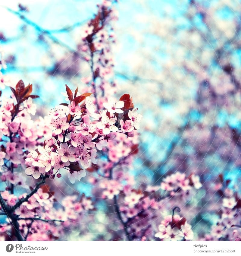 Krisch blossom Spring Blossom Retro Pink Cherry blossom Cherry tree buds Twig crish-blue Square Blue sky Retro Colours Bud Subdued colour Shallow depth of field