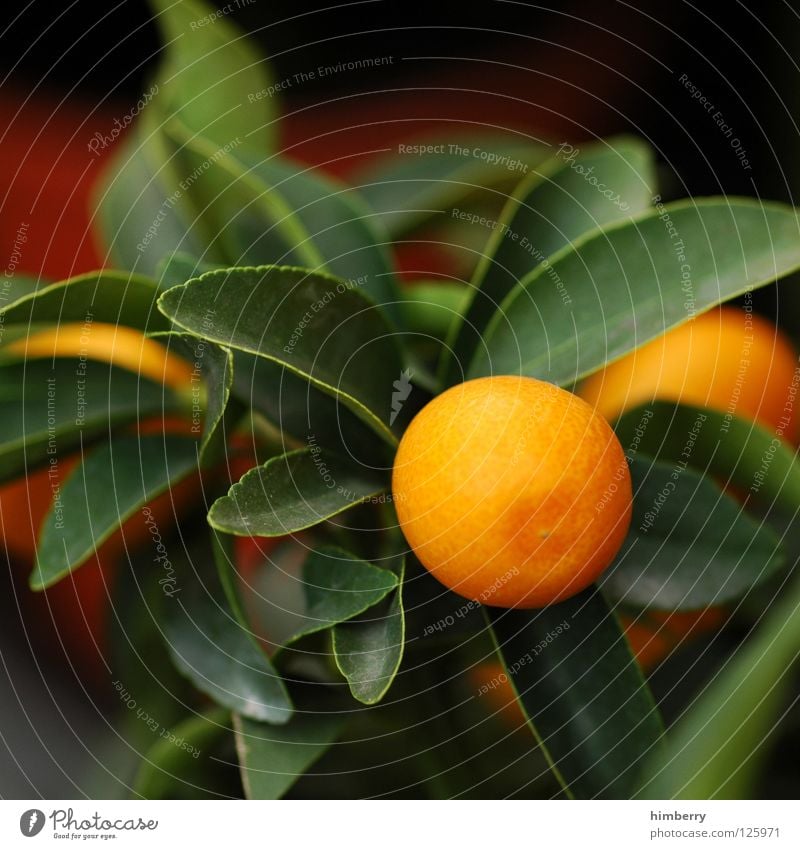 mandarina noon soon Fruit Tangerine Orange Tree Plant Vitamin Healthy Garden Balcony Terrace Design Pot Shaky Time travel Citrus fruits Houseplant Botany Flower