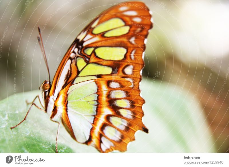 hold still for a moment Nature Plant Animal Tree Bushes Leaf Garden Park Meadow Wild animal Butterfly Animal face Wing Malachite Feeler Compound eye Legs 1