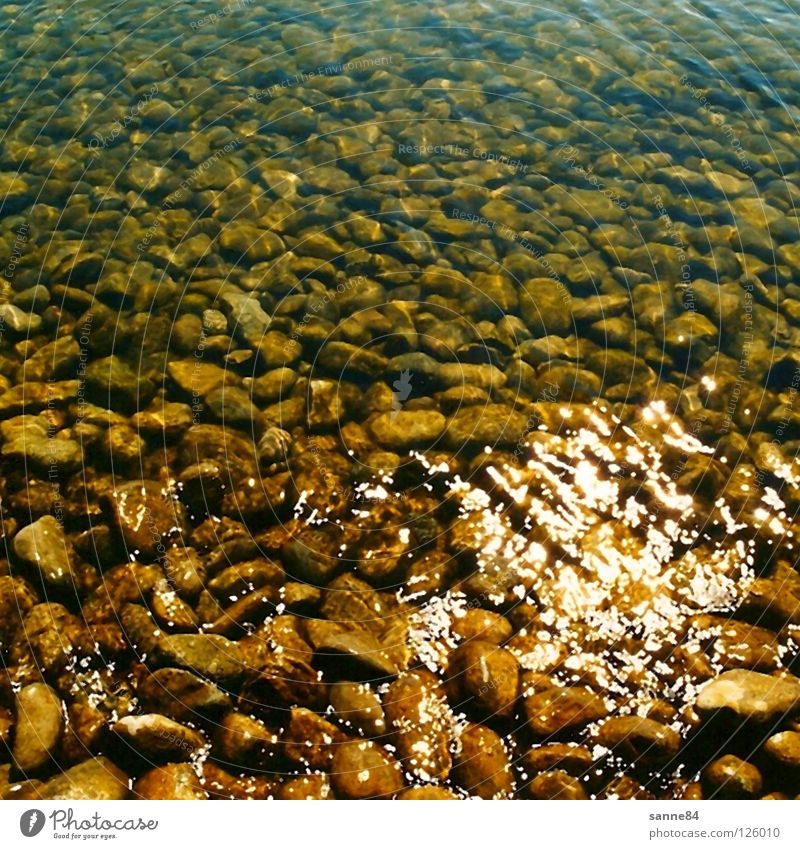 SeebodenBodensee Lake Sea bed Transparent Reflection Waves Summer Calm Relaxation Vacation & Travel Water Lake Constance Stone Sun Glittering