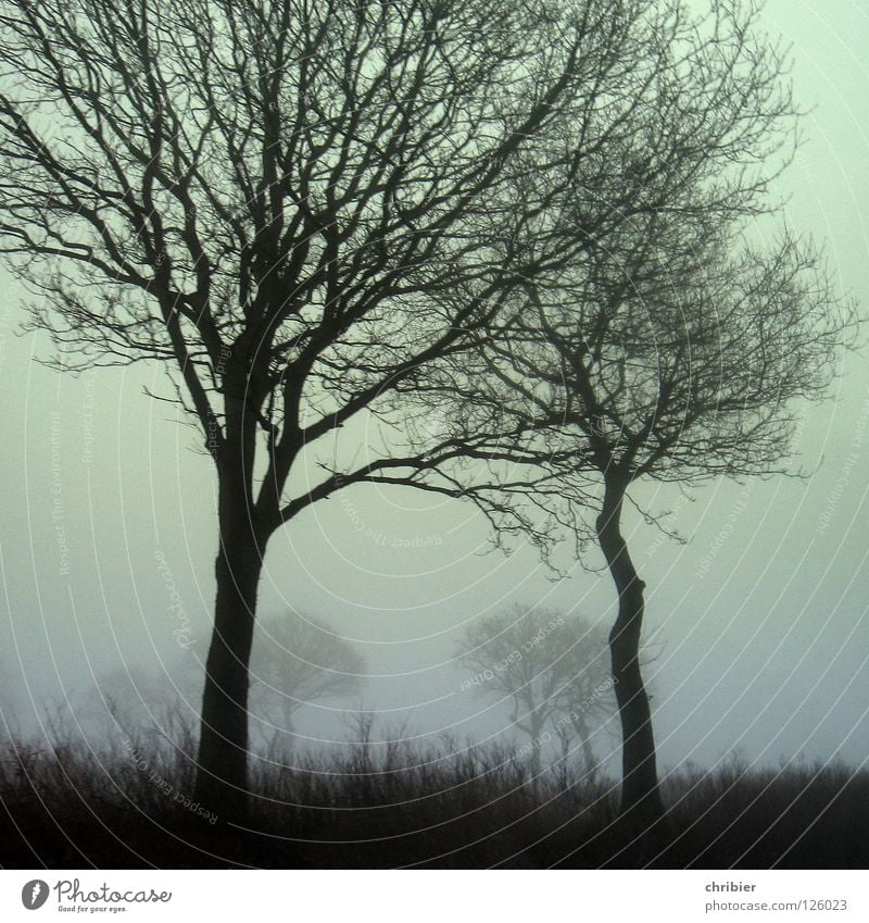 twins Morning Contrast Winter Landscape Sky Weather Fog Tree Grass Field Motoring Together Embrace Large Small Strong Black Protection Feeble Twin Sissy